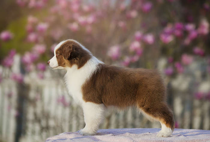 AKC/ASCA CH Vinelake's New Leaf "Willow"