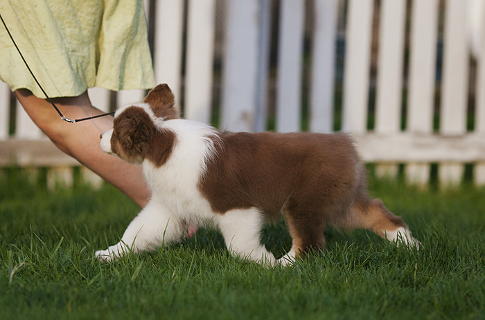 AKC/ASCA CH Vinelake's New Leaf "Willow"