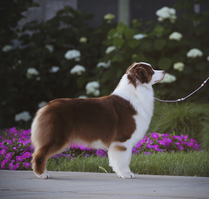 AKC/ASCA CH Vinelake's New Leaf "Willow"