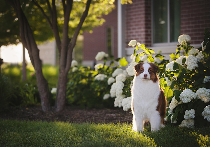 AKC/ASCA CH Vinelake's New Leaf "Willow"