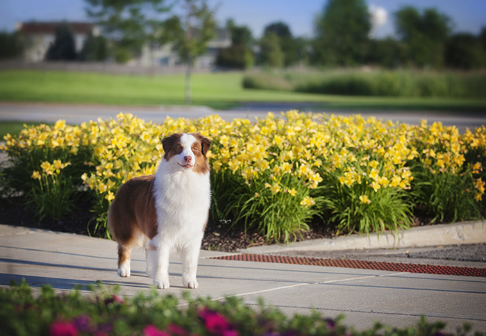 AKC/ASCA CH Vinelake's New Leaf "Willow"