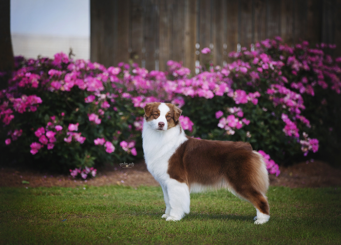 AKC/ASCA CH Vinelake's New Leaf "Willow"