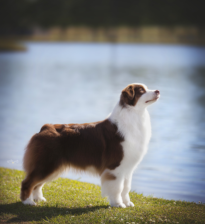 AKC/ASCA CH Vinelake's New Leaf "Willow"