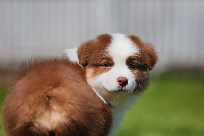 AKC/ASCA CH Vinelake's New Leaf "Willow"