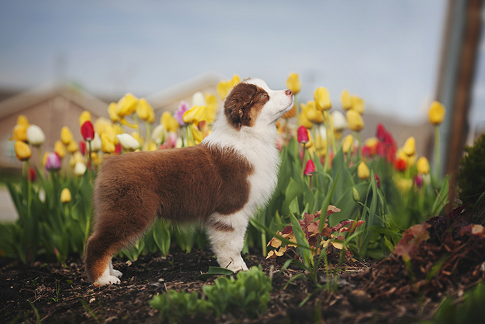 AKC/ASCA CH Vinelake's New Leaf "Willow"