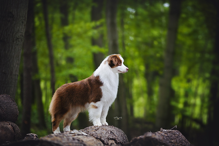 AKC/ASCA CH Vinelake's New Leaf "Willow"
