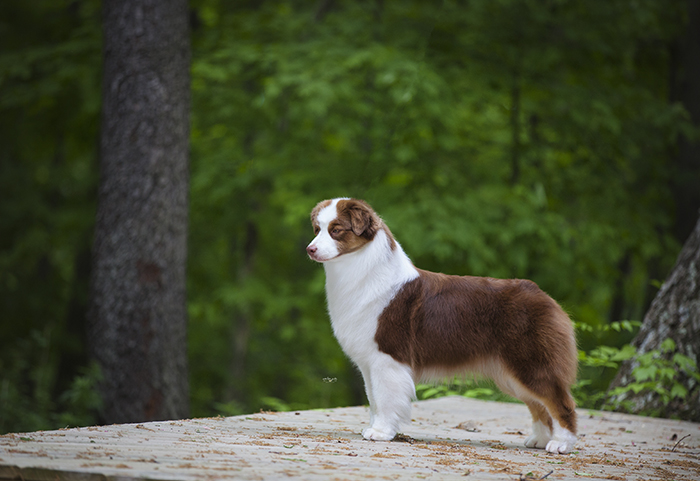 AKC/ASCA CH Vinelake's New Leaf "Willow"
