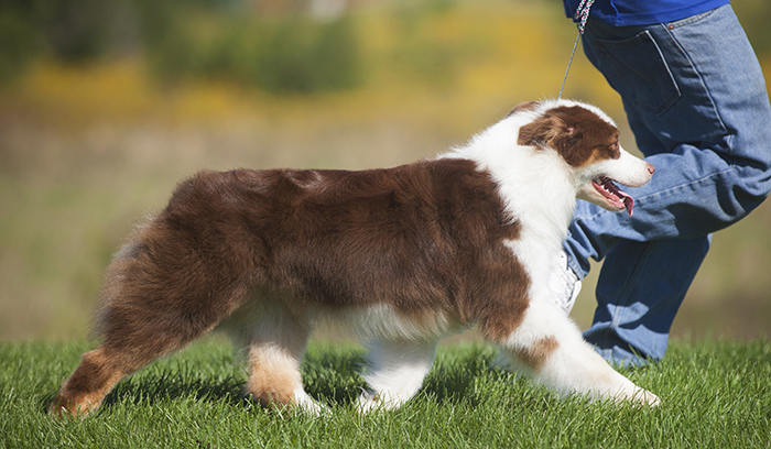 AKC/ASCA CH Vinelake's New Leaf "Willow"