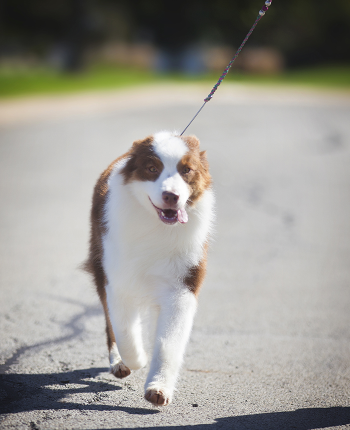 AKC/ASCA CH Vinelake's New Leaf "Willow"