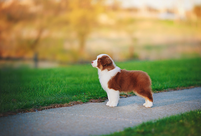 AKC/ASCA CH Vinelake's New Leaf "Willow"