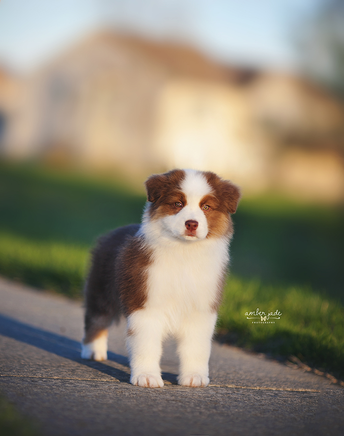 AKC/ASCA CH Vinelake's New Leaf "Willow"