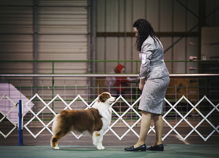 AKC/ASCA CH Vinelake's New Leaf "Willow"
