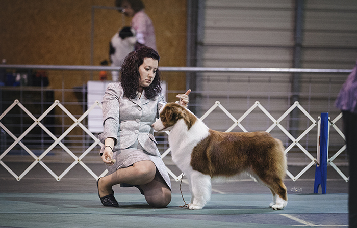 AKC/ASCA CH Vinelake's New Leaf "Willow"