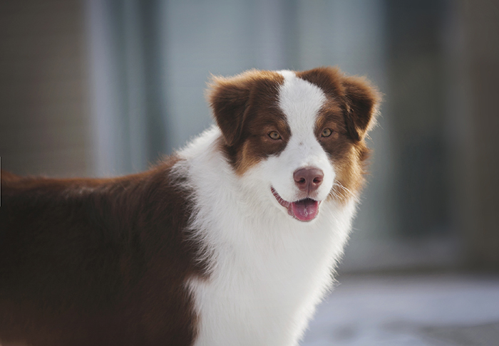 AKC/ASCA CH Vinelake's New Leaf "Willow"
