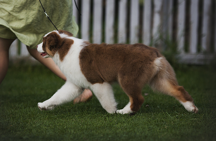 AKC/ASCA CH Vinelake's New Leaf "Willow"